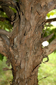 Eastern Hophornbeam bark
